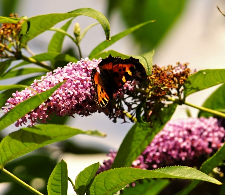 Butterflyの写真素材