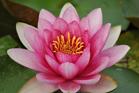 water lilyの写真素材