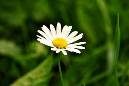 Flowerの写真素材