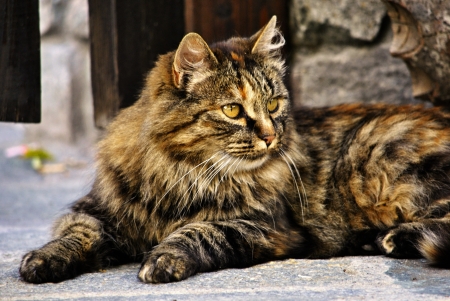 Catの写真素材