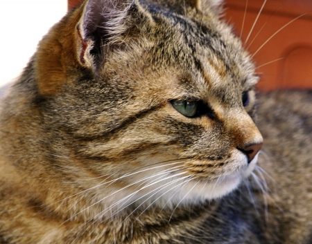 Catの写真素材