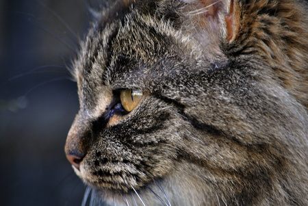 Catの写真素材