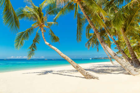 Beautiful landscape of tropical beach on Boracay island, Philippines. Coconut palm trees, sea,...