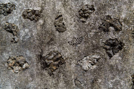 The texture of an ancient Chinese stone wall made of stones, corals and seashells.の写真素材