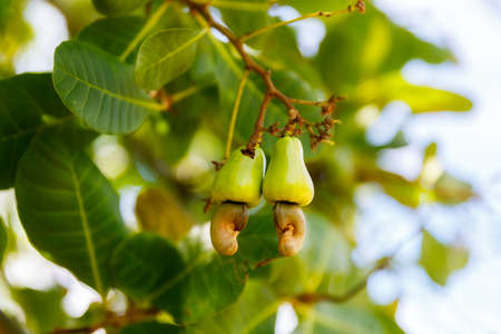 Ripe cashew nuts Anacardium occidentale grow on a tree branch in the gardenの写真素材