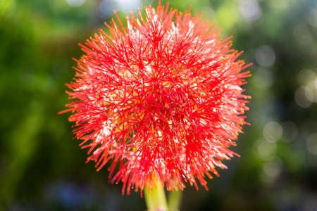 Close up of fireball red blood lily blooming in front of the sun, Haemanthus multiflorus.