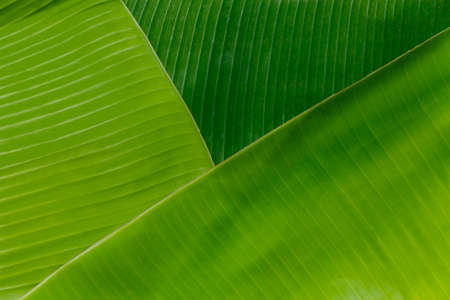 Texture background of backlight fresh green Leafの写真素材