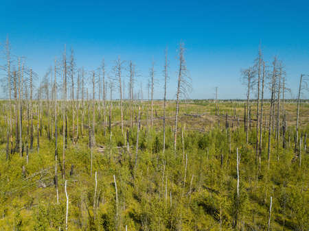 Aerial drone view, dried up after a fire forest.の写真素材