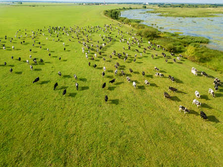 Aerial drone view, a herd of cows grazing in meadows near the river.の写真素材