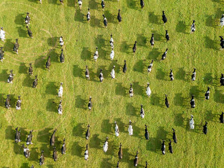Aerial drone view, a herd of cows grazing in meadows near the river.の写真素材