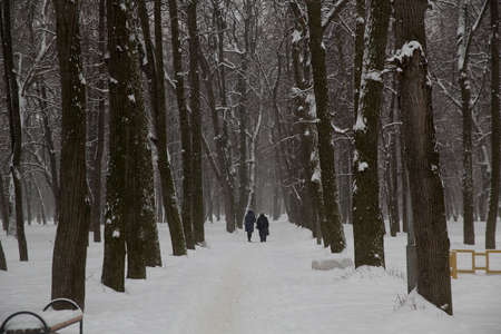 Snowfall in the city. People walk along the alley of the snow-covered Park.の写真素材