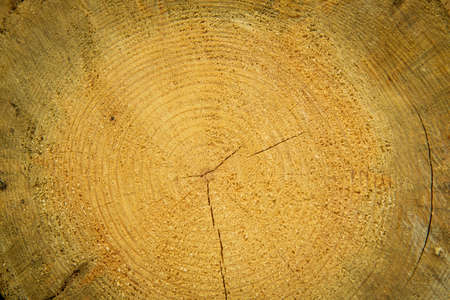 The stock of logs in winter forest. Industrial deforestation.