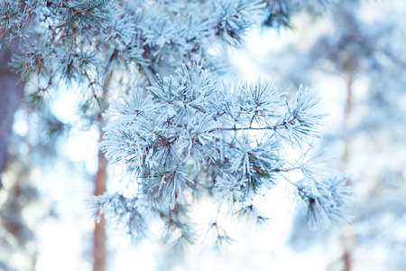 Pine branch in frost. Winter Christmas forest.