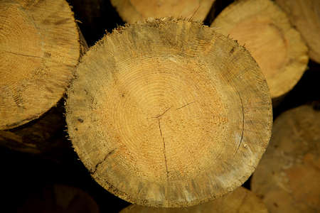 The stock of logs in winter forest. Industrial deforestation.