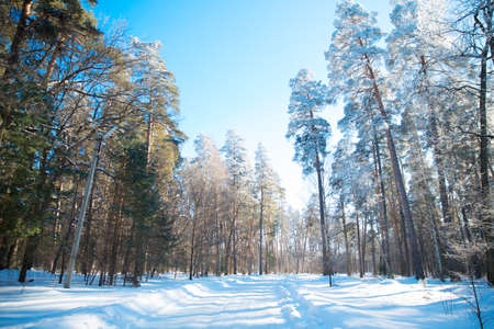 Snow-covered trees in frost in the forest. Winter in the country.