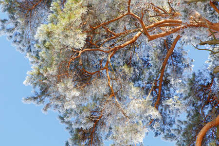 Snow-covered trees in frost in the forest. Winter in the country.