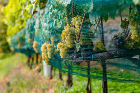 Vineyards near the small town of Chiavenna, Italy in a valley between the Alps.の写真素材