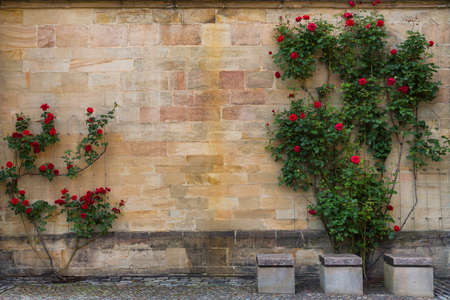 Blooming red roses against the texture of an old stone wall.の写真素材