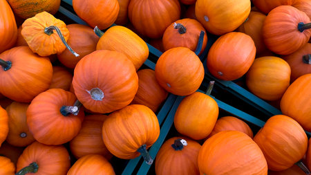 A pile of pumpkins for fall harvest festival, Halloween, and Thanksgiving decor.の写真素材