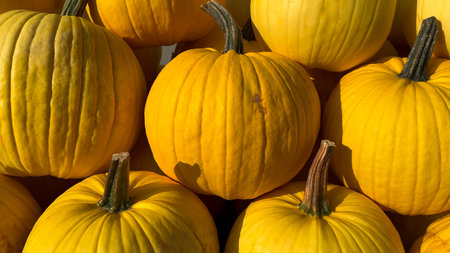 A pile of pumpkins for fall harvest festival, and Thanksgiving decor.の写真素材