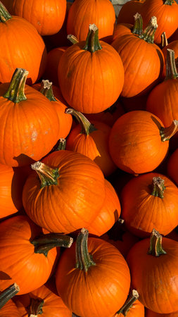 A pile of pumpkins for fall harvest festival, Halloween, and Thanksgiving decor.の写真素材