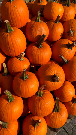 A pile of pumpkins for fall harvest festival, Halloween, and Thanksgiving decor.の写真素材