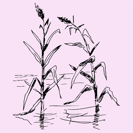 reeds in a pond, doodle style, sketch illustrationのイラスト素材