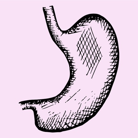 stomach, hand drawn, doodle style, sketch illustrationのイラスト素材