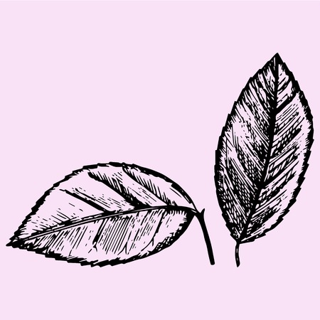 set of citrus leaves, doodle style, sketch illustration, hand drawn, vectorのイラスト素材