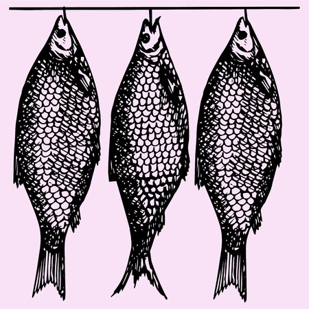 dried fish, doodle style, sketch illustrationのイラスト素材