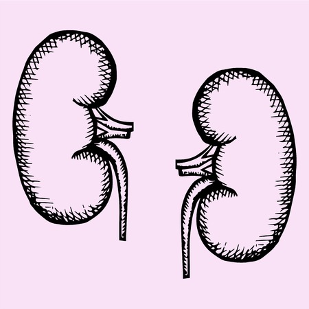 human kidneys, doodle style, sketch illustration, hand drawn, vectorのイラスト素材