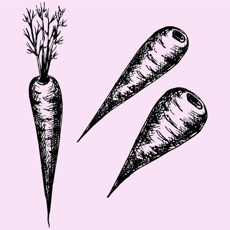 set carrot, doodle style sketch illustration hand drawn vectorのイラスト素材