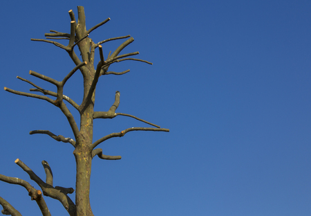 Bare tree against blue sky.Copy space