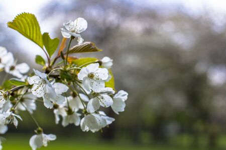 Apple tree blossoming in the park. Blooming twig on blurred background. Spring branch closeup.