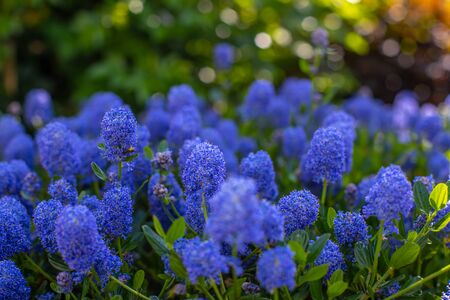 Beautiful blue flowers on a blurred background with bokeh. Background of saturated flowers and greenery at open aperture.の写真素材