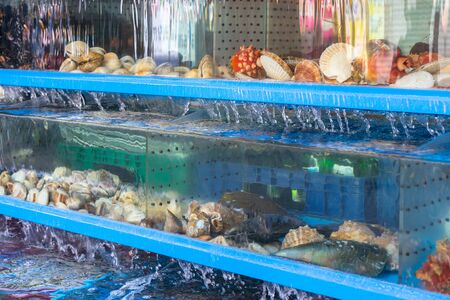 Seafood aquarium in a restaurant for sale. Fresh clams in a seafood restaurant. Shellfishes of different breeds and sizes from the sea.の写真素材