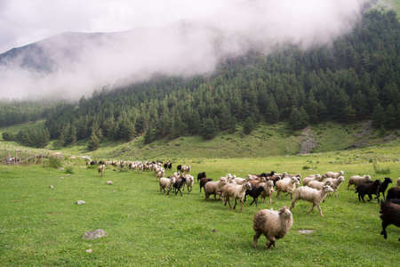 sheep in the mountainsの写真素材