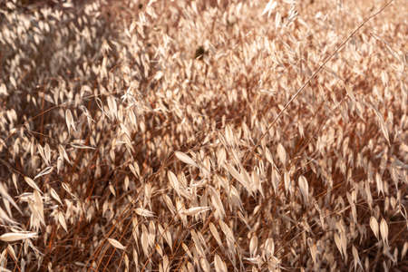 Beautiful couples, fields and landscapes of the Cordoba mountains in Spain. Photograph taken in the...