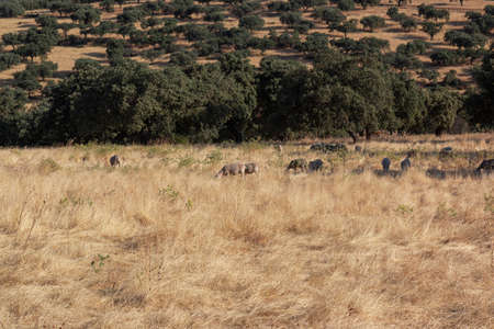 agricultural landscapes in southern Andalusia with a clear skyの写真素材