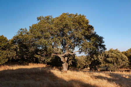 Swing in an acorn tree at sunset in southern Andalusia, Spainの写真素材