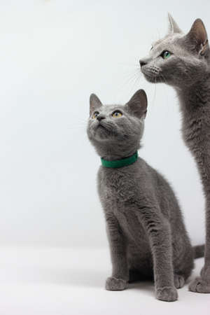 White kittens with blue eyes and black kittens khao manee playing with their siblingsの写真素材