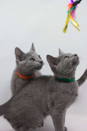 White kittens with blue eyes and black kittens khao manee playing with their siblingsの写真素材