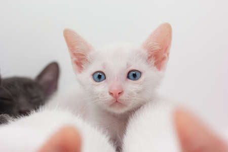 Kittens breed russian blue with white backgroundの写真素材