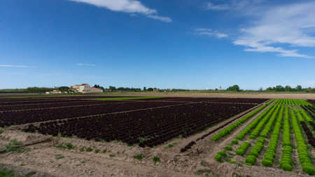 field dedicated to growing vegetables on a farm on the outskirts of Barcelona in Spainの写真素材