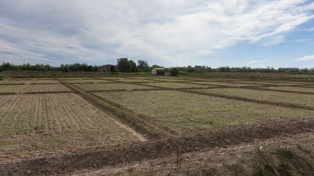 field dedicated to growing vegetables on a farm on the outskirts of Barcelona in Spainの写真素材