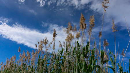 wild reed, in a natural park near barcelona in spainの写真素材