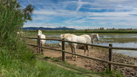 Horse resting behind the fence in a field in Barcelona, Spain.の写真素材