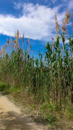 wild reed, in a natural park near barcelona in spainの写真素材