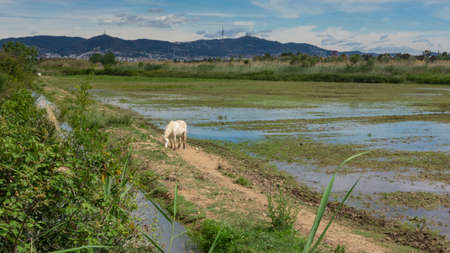 wild palm tree natural park on the outskirts of barcelona city in spainの写真素材