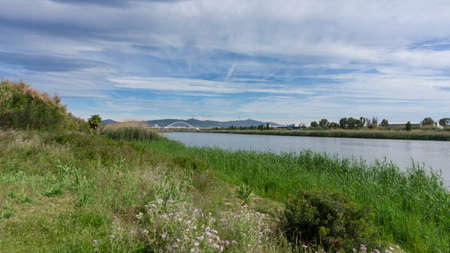 wild palm tree natural park on the outskirts of barcelona city in spainの写真素材